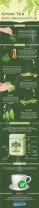 green-tea-production-journey-from-harvest-to-cup-infographic